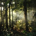 Adam Shoalts Sunshine Amazon