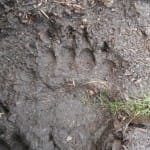 Adam Shoalts Bear Track