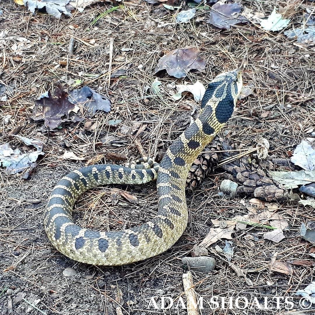 The Great Canadian Snake Quest - Adam Shoalts